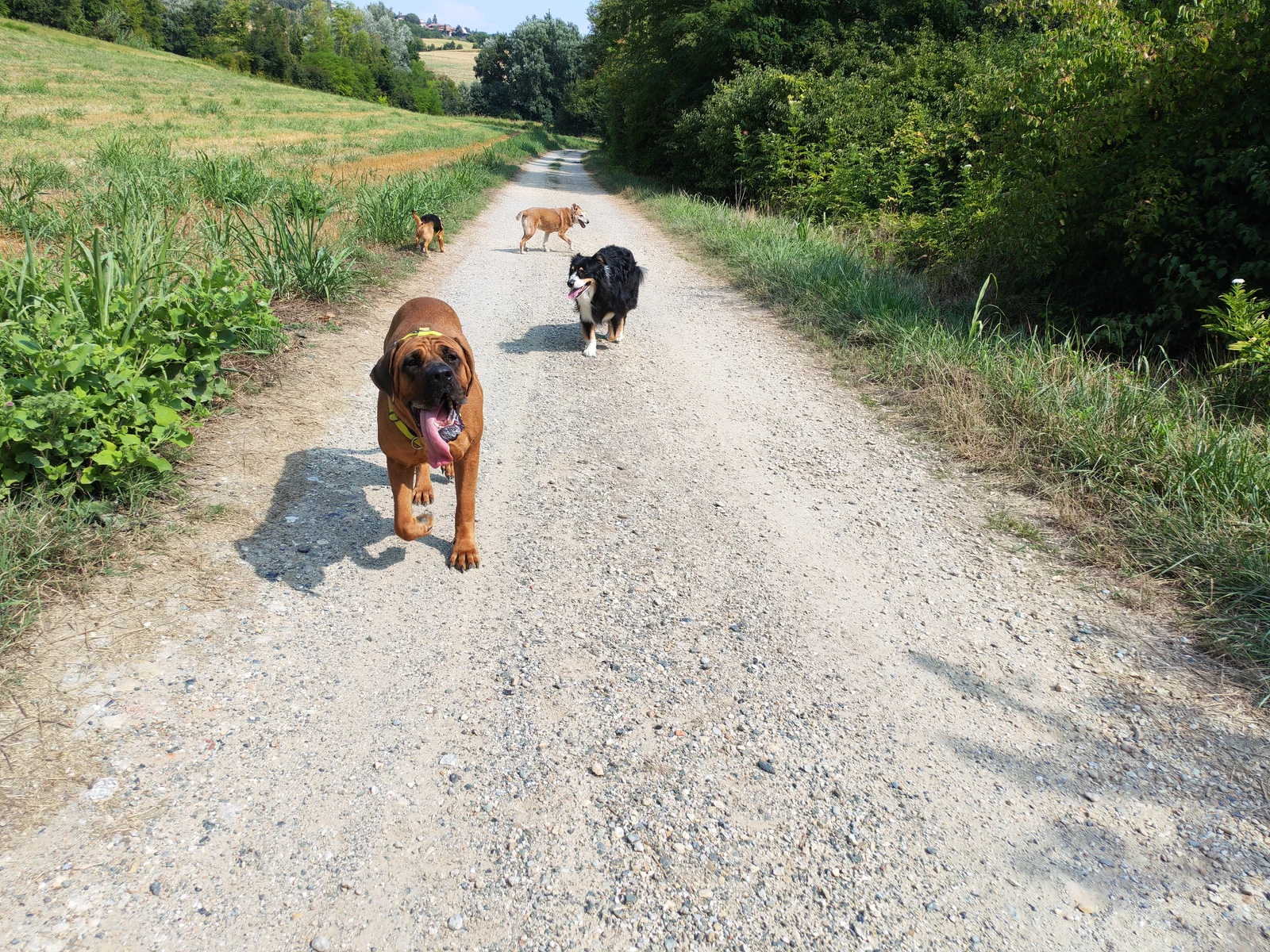 Cani felici in libertà lungo i sentieri di campagna tra le colline