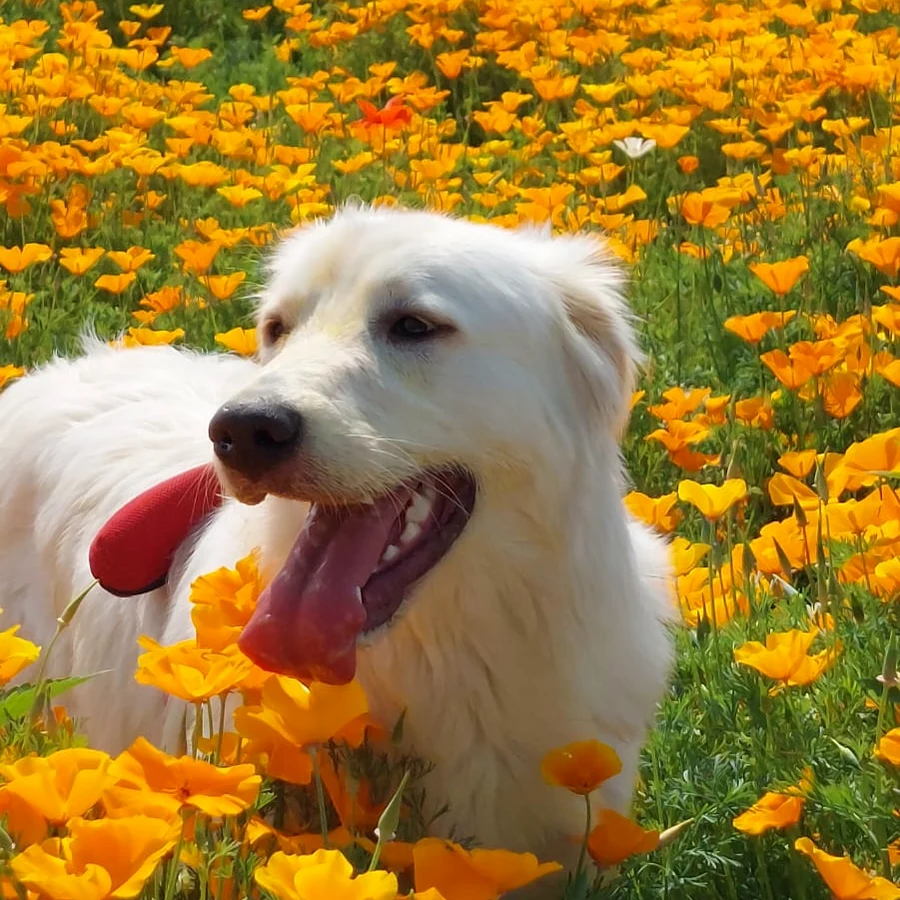 Cane bianco immerso in un campo di fiori arancioni