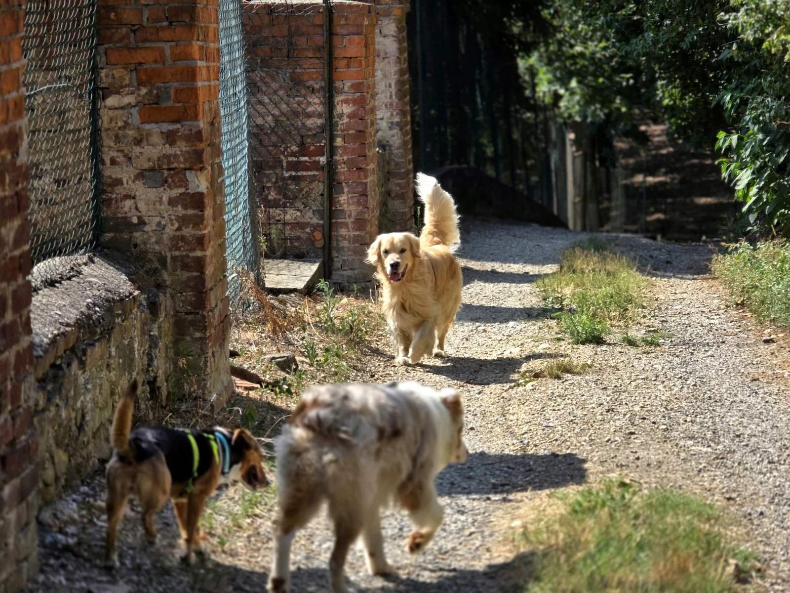 Golden retriever e compagni a quattro zampe che passeggiano sereni tra i sentieri e i mattoni di collina