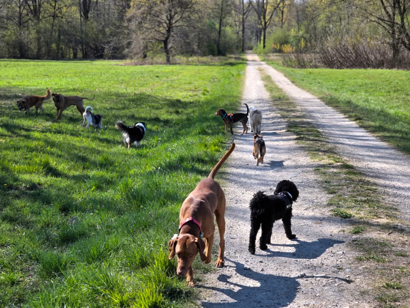 Passeggiata di gruppo nel verde con cani liberi e sereni