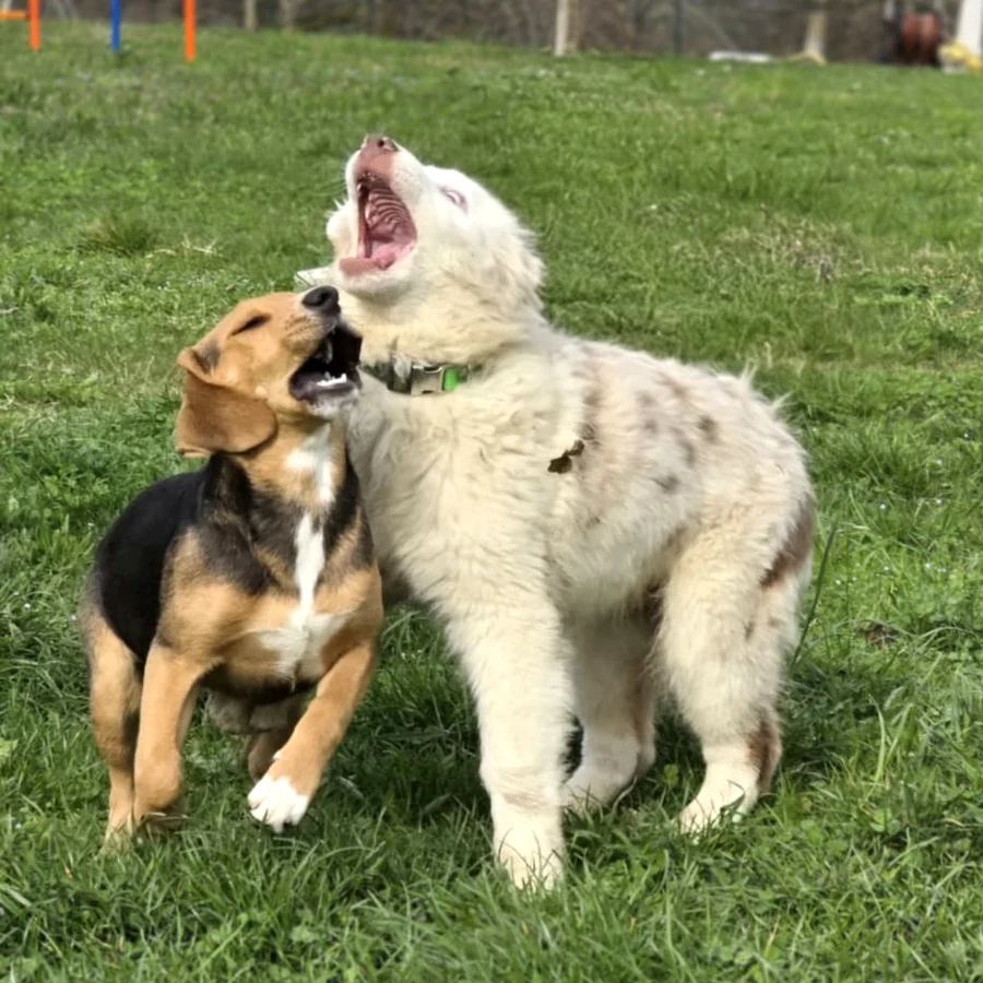 Due cuccioli durante una puppy class che giocano ed esprimono gioia sull'erba