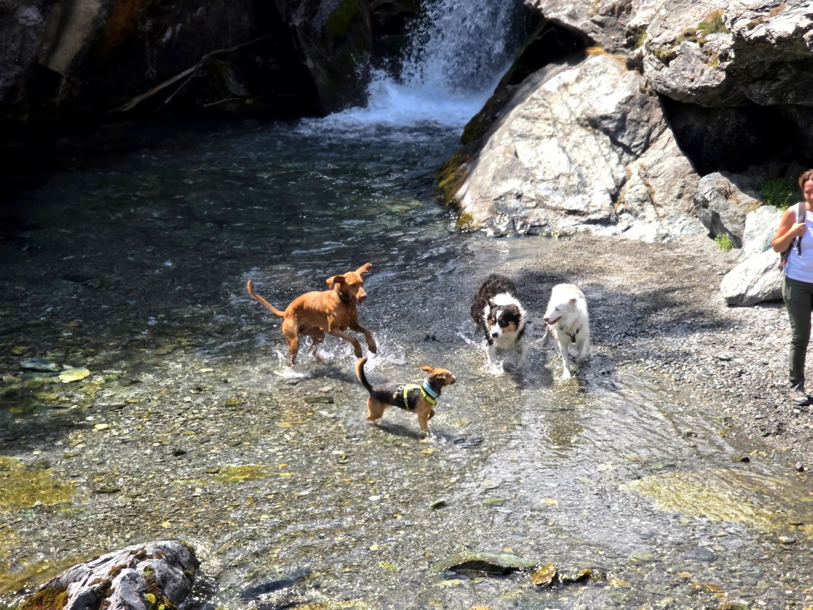 Gruppo di cani che gioca nel torrente di montagna sotto la cascata