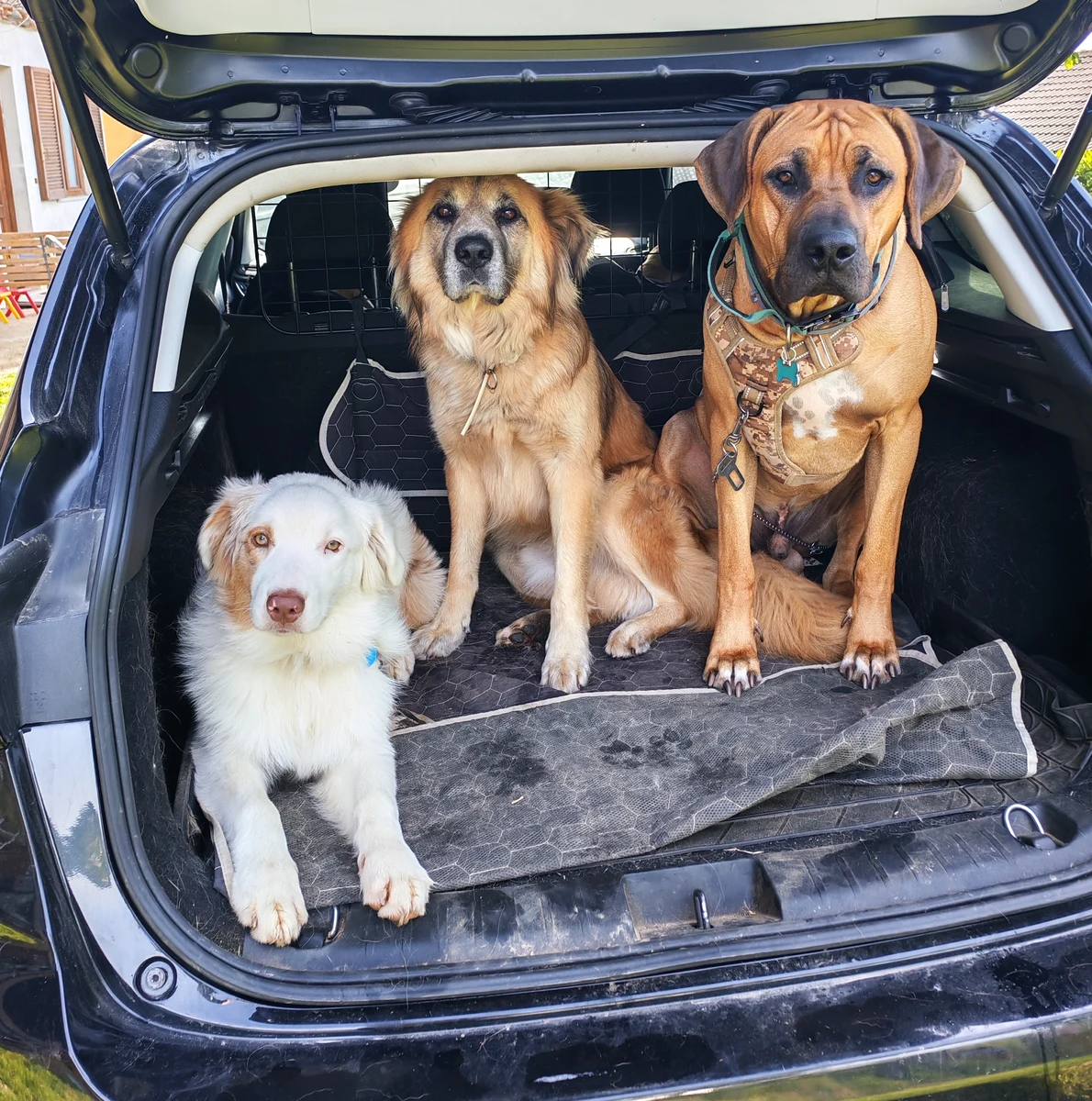 Tre cani nel bagagliaio dell'auto felici dopo la passeggiata