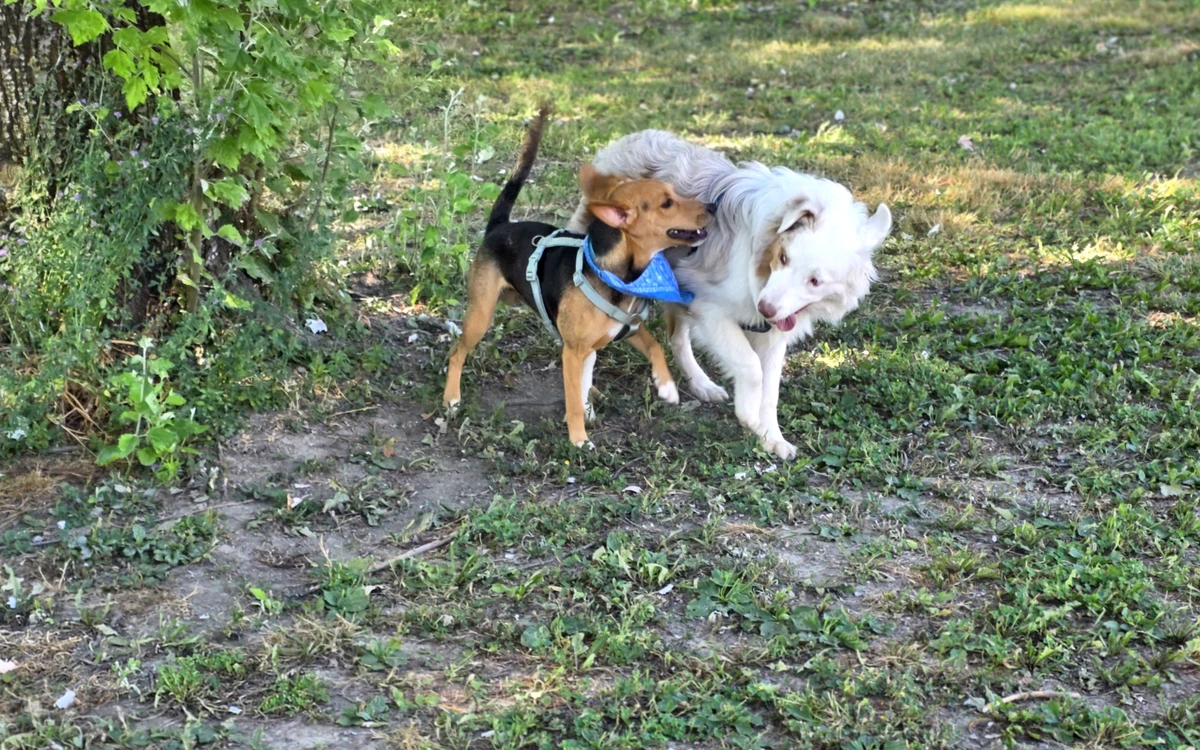 Due cani che giocano felici nell'area verde di 10.000 mq