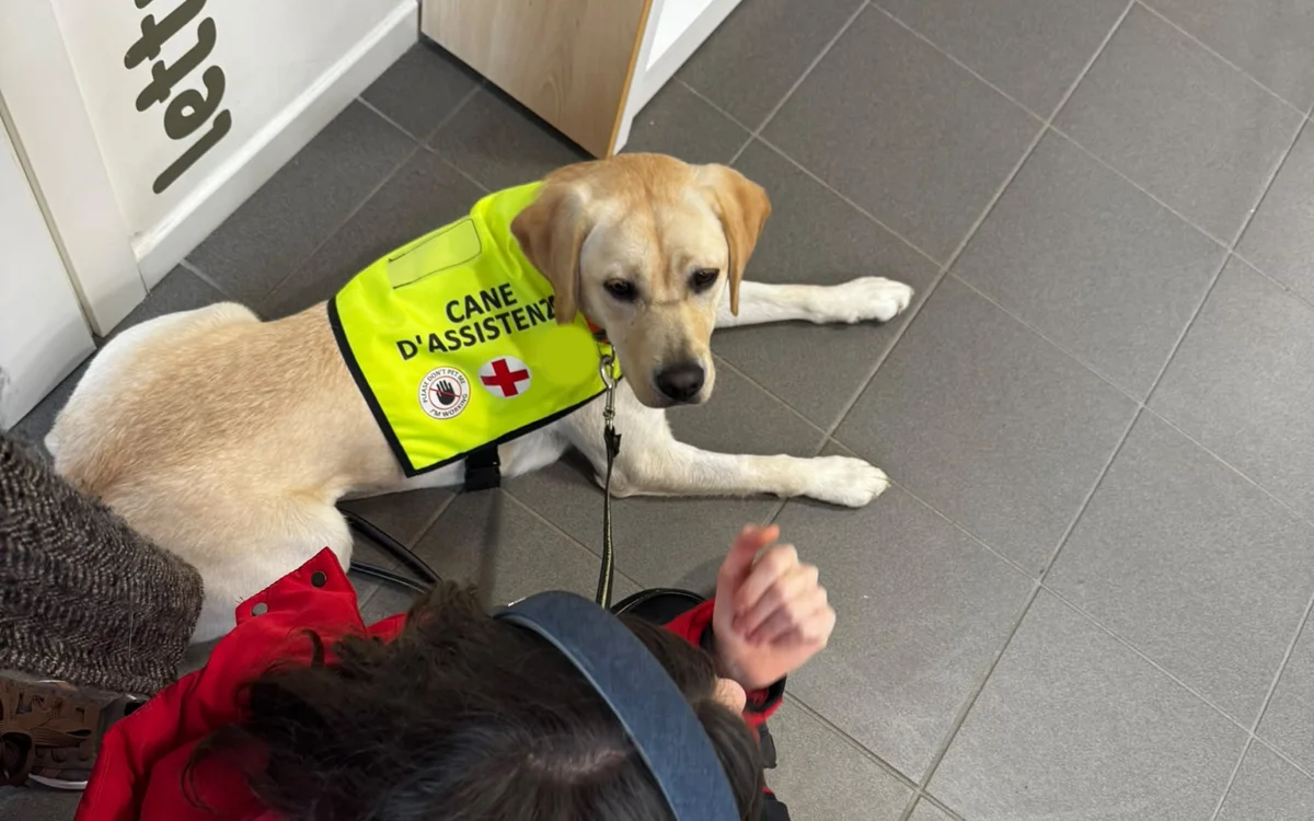 Cane d'assistenza con pettorina sdraiato accanto al suo conduttore