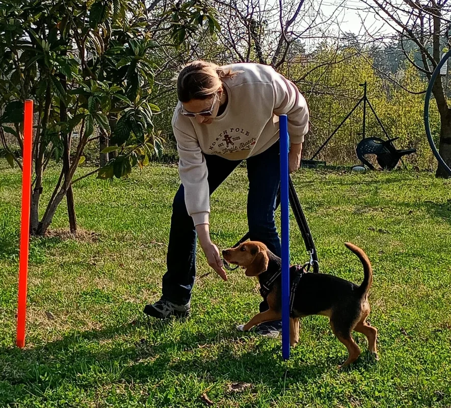 Attività di educazione cinofila e conduzione sul prato verde