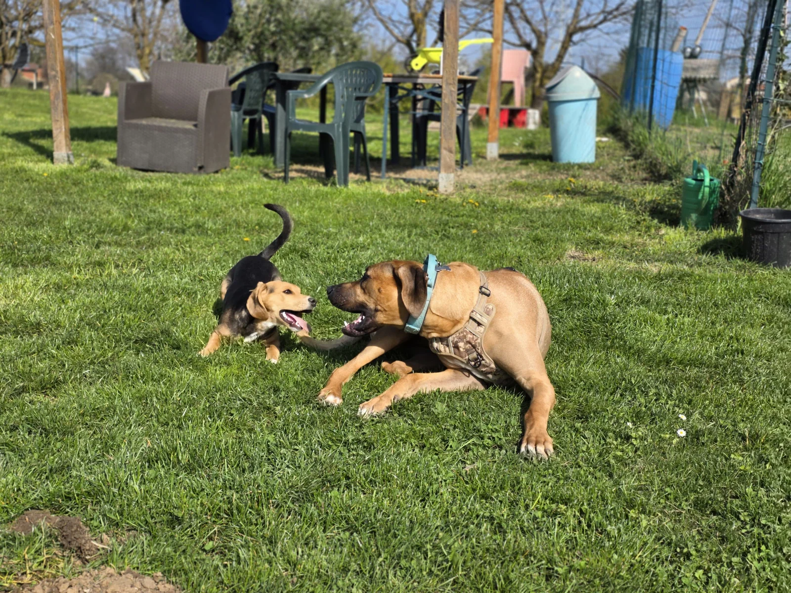 Cuccioli e cani che socializzano e giocano nell'area verde di 10.000 mq