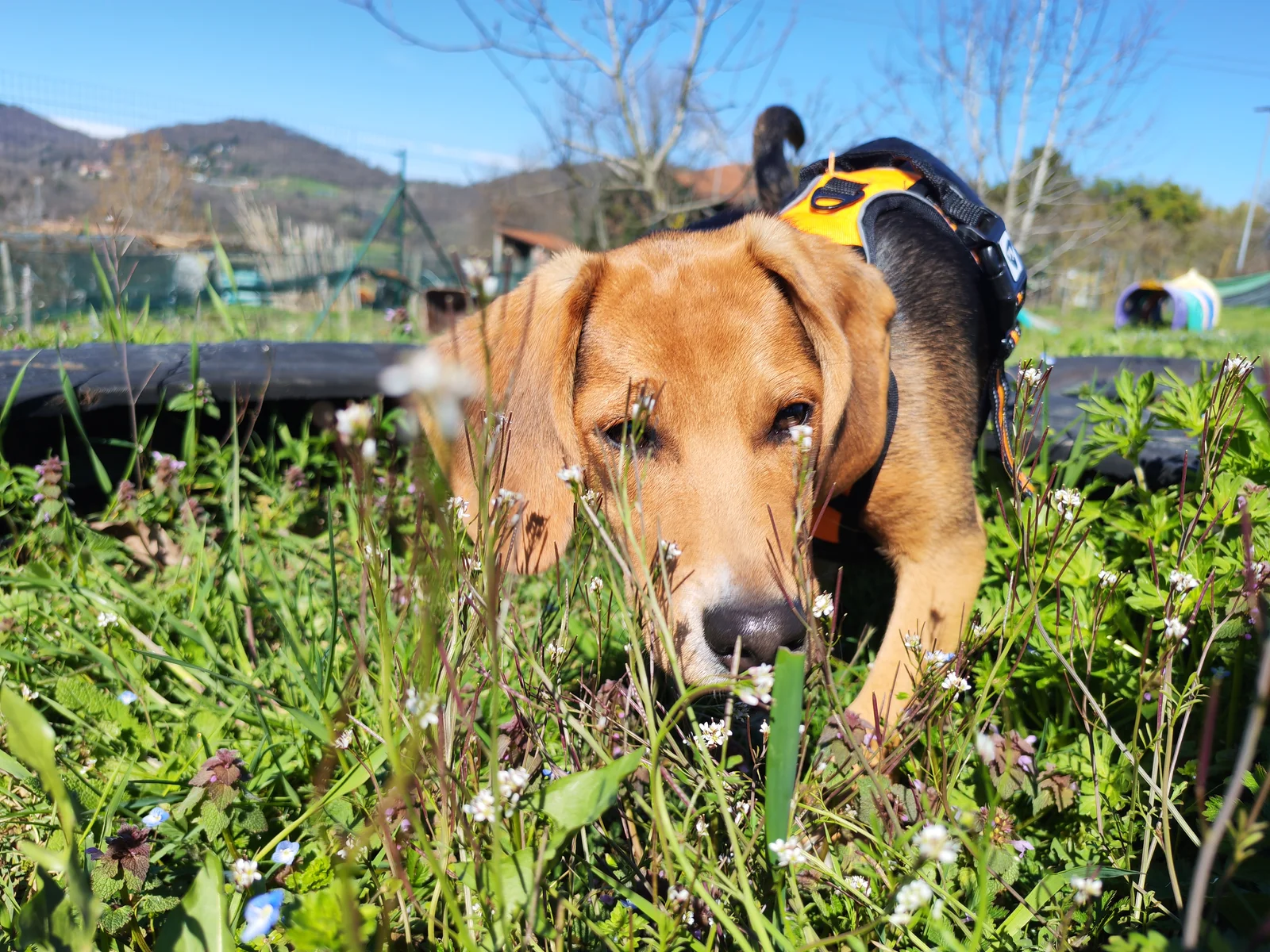 Cane concentrato nella ricerca olfattiva tra i fiori di campo