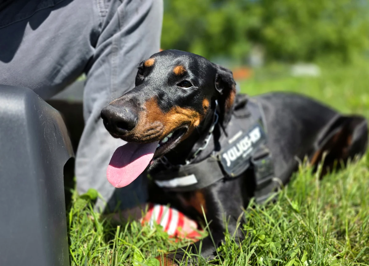 Cane calmo e rilassato al guinzaglio durante una sessione educativa