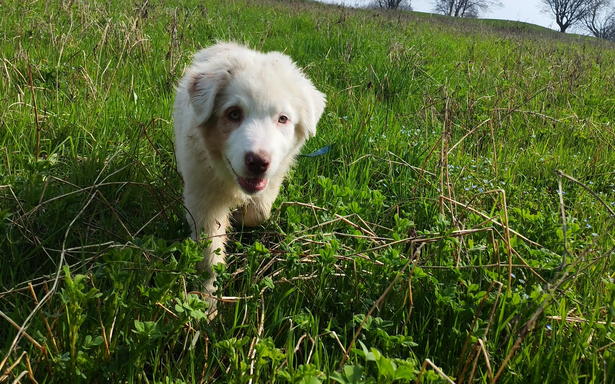 Dolce cucciolo che cammina sereno tra l'erba del prato